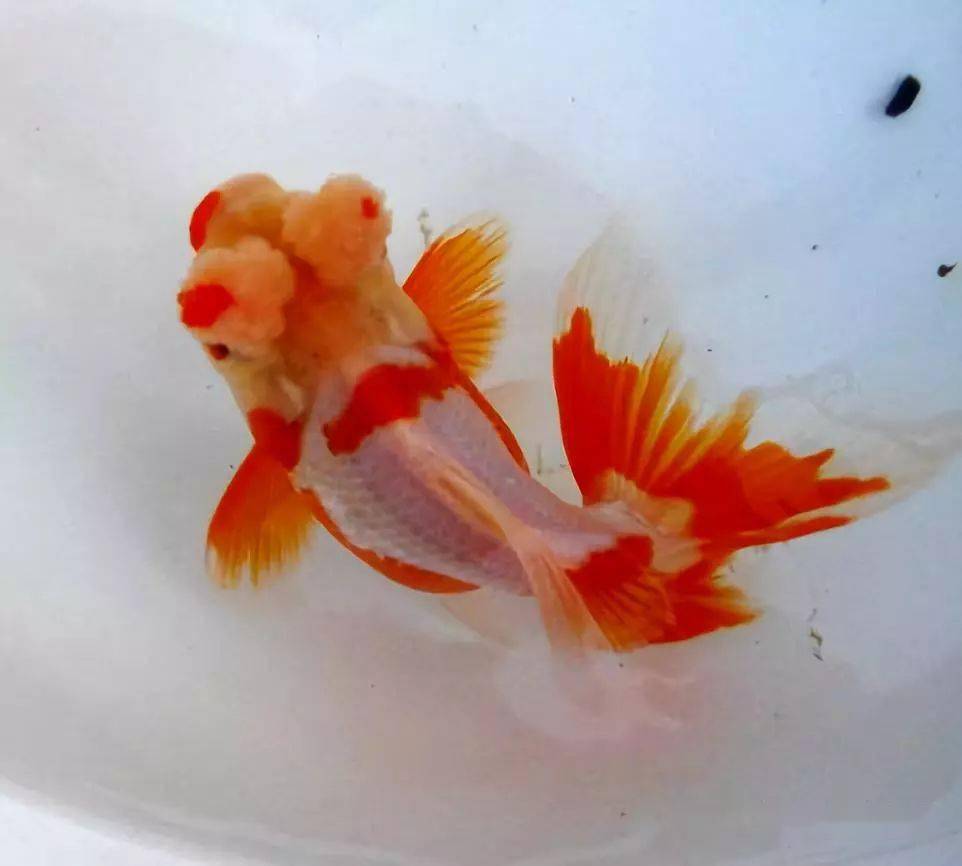 品鉴中国金鱼中的特殊品系最早出现在清末民初其中的珍品可遇而不可求