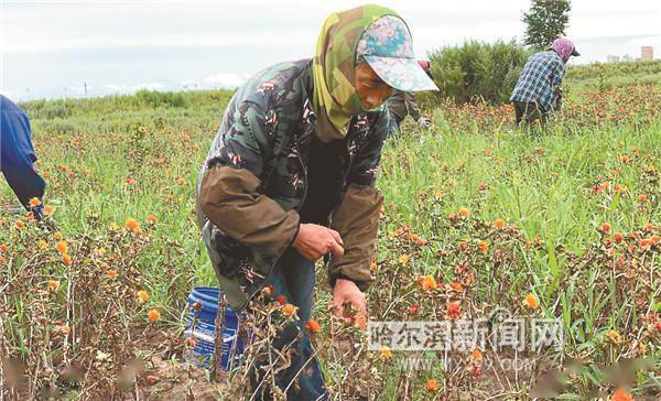 千亩红花绽放乡亲发中药财