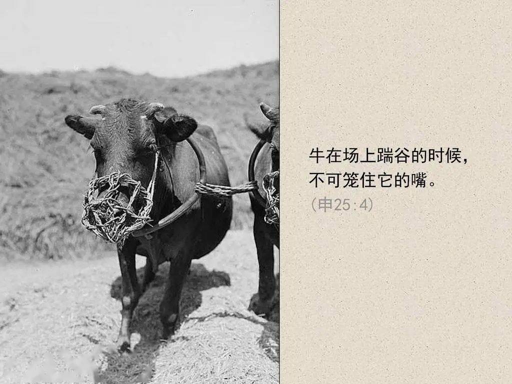 笼嘴子的作用防止牲口吃庄稼,吞面料,相互咬架,所以在生产劳动中,在