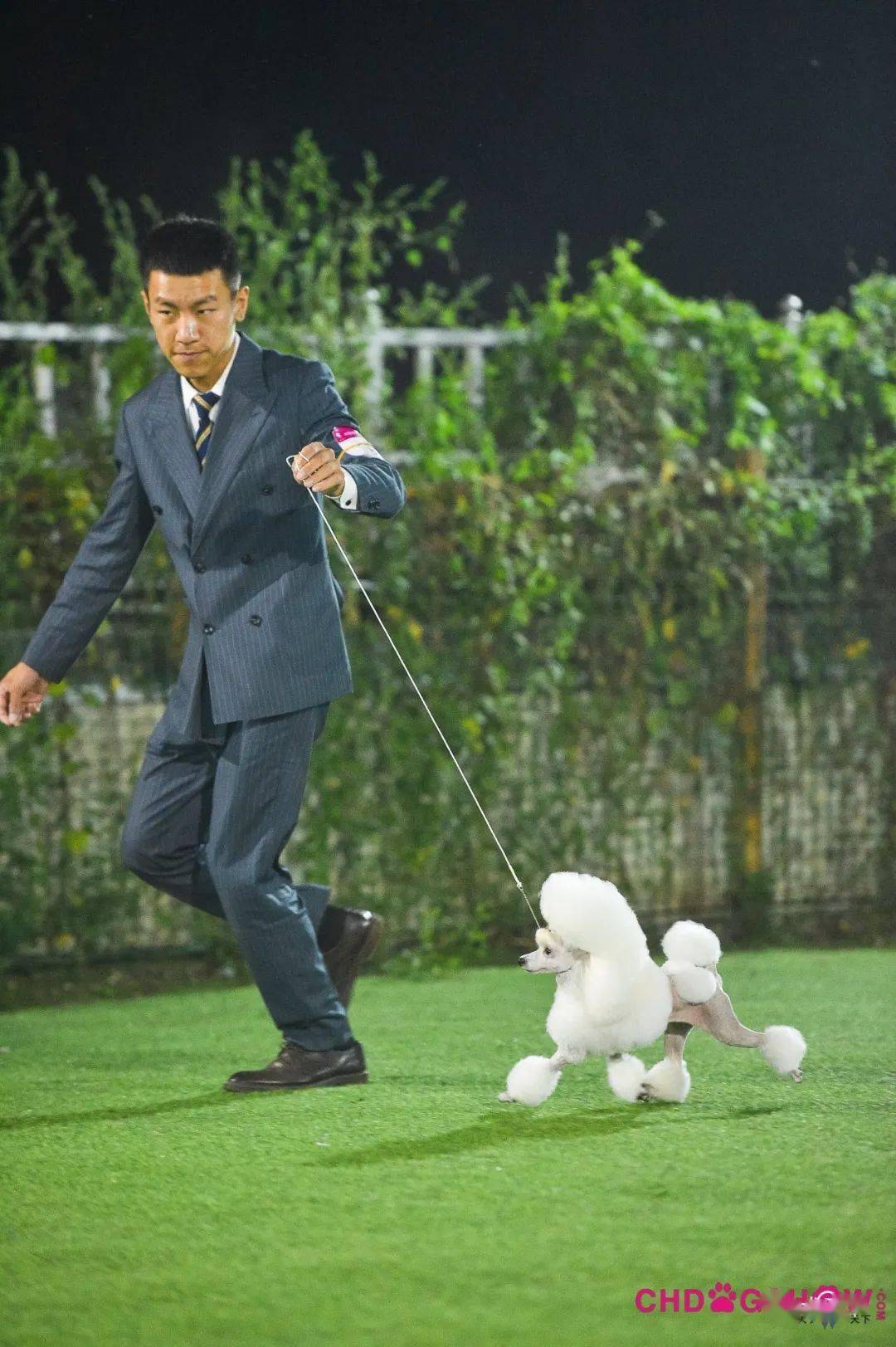 光号4,柴犬指导手:穆洪马犬主:穆洪马lucy3,惠比特犬指导手:王硕犬主