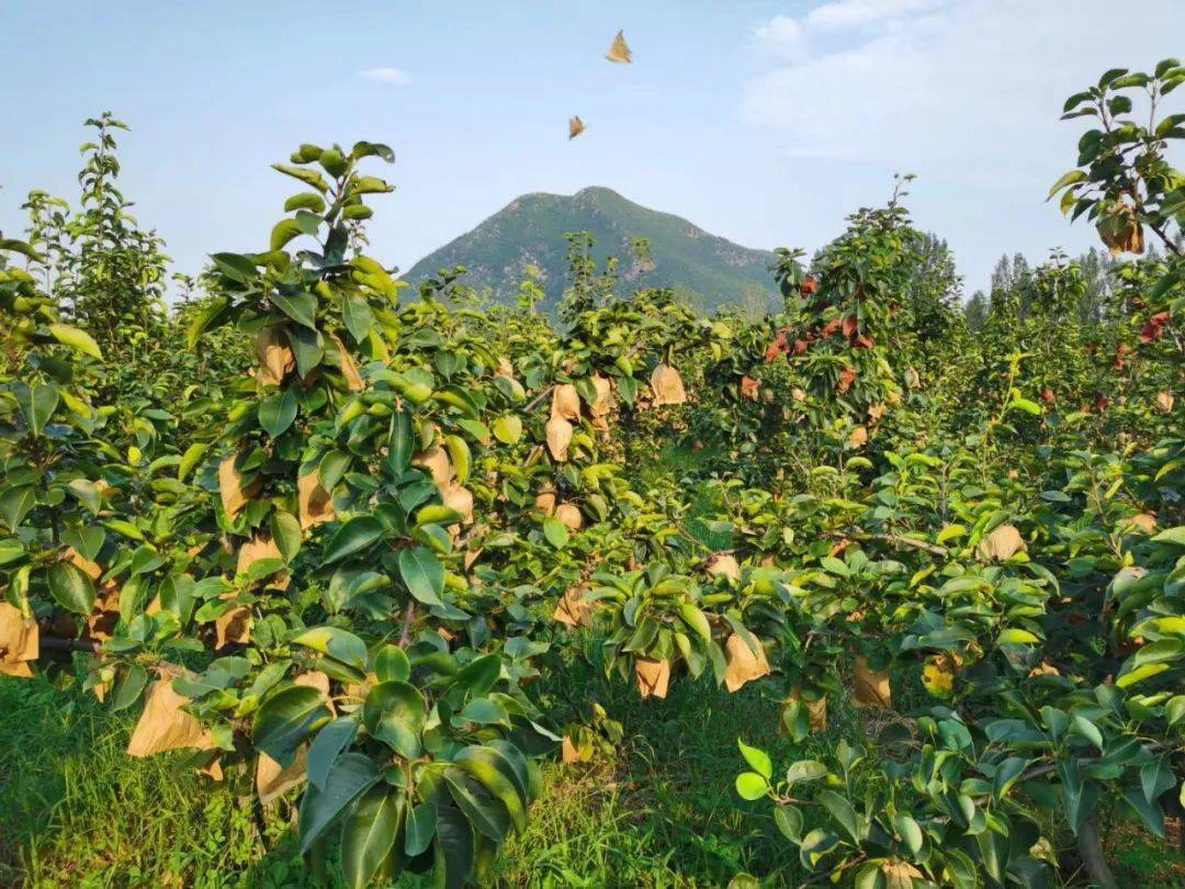 预订小空山有机黄金梨脆甜爽口