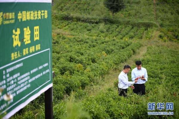 扶贫干部杨明:不负好时光_洛南县