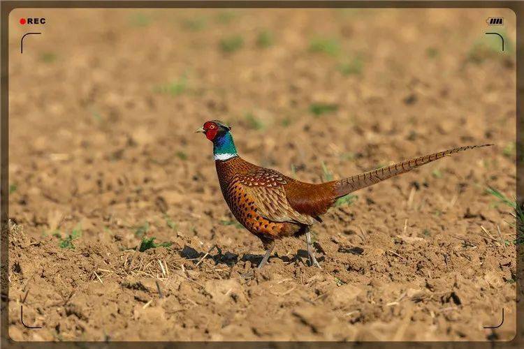 目前市场上,野鸡是公认的山珍野味,肉质细嫩鲜美,野味浓,其蛋白质含量