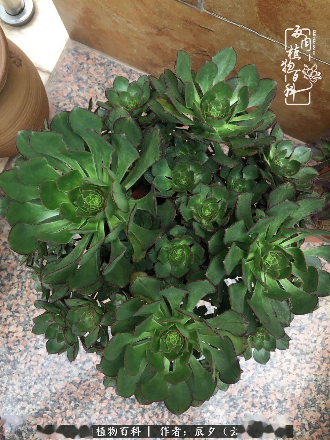 种一片多肉拥有一片彩虹让当下即美好期望终将如约而至