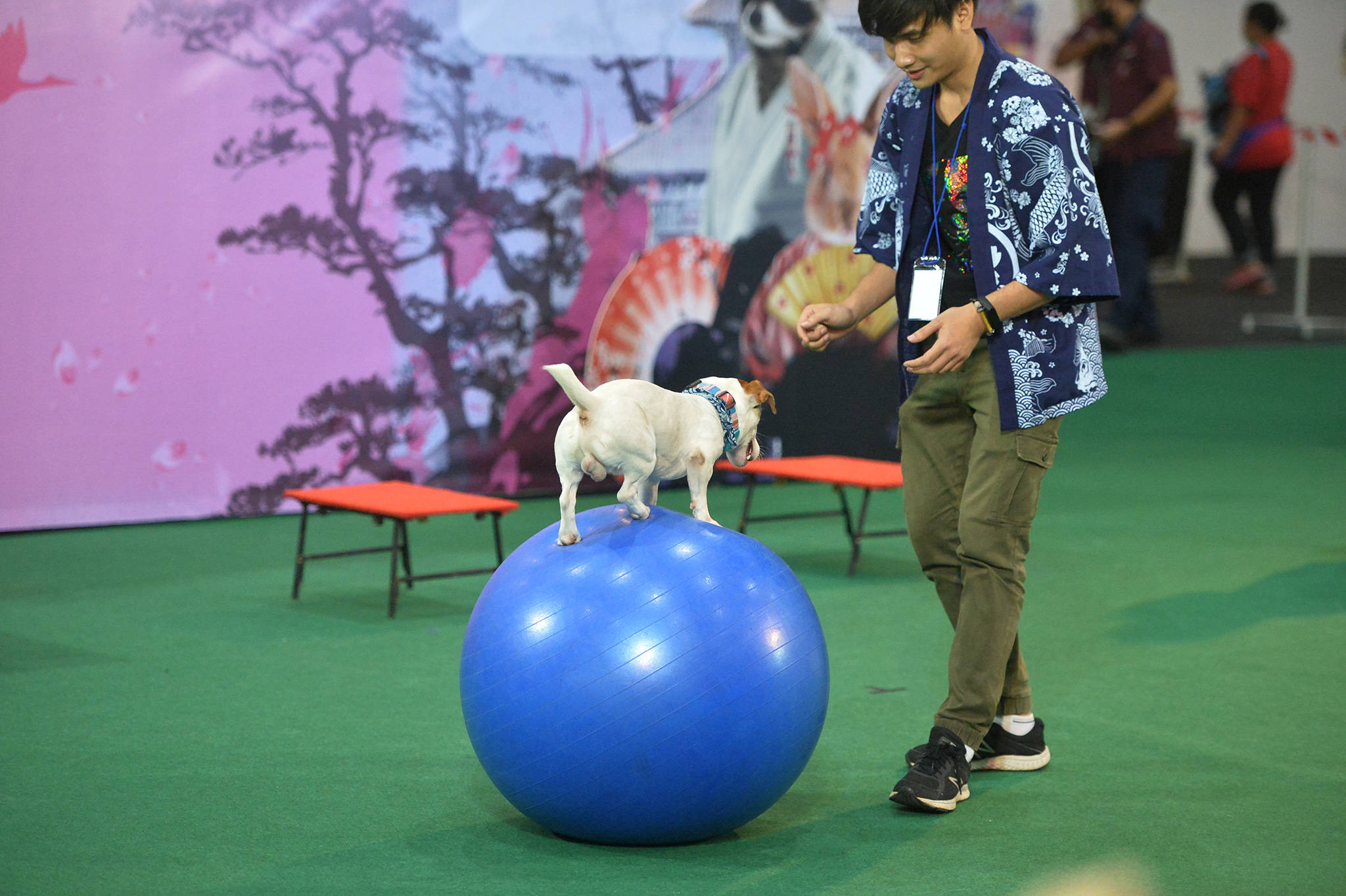 曼谷举办宠物展