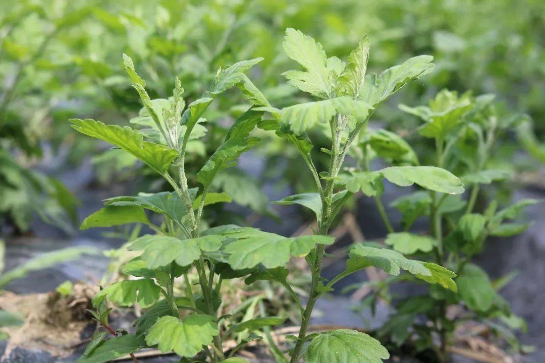 "金丝皇菊"铺就金色致富路