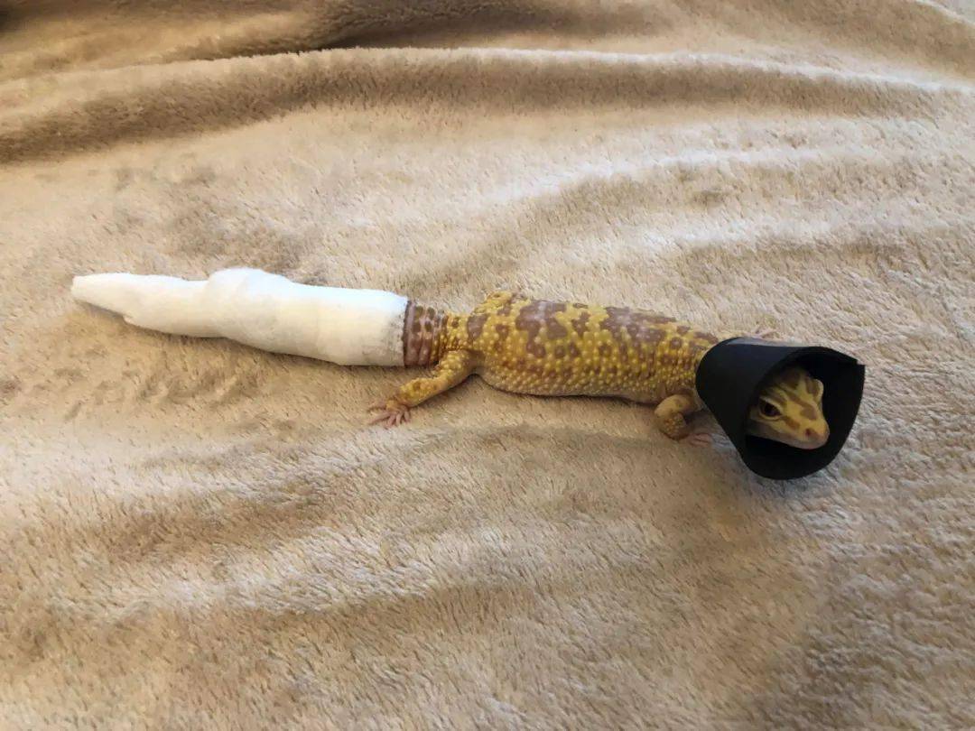 网友饲养的豹纹守宫因尾巴受伤被包扎,为了阻止它不停的咬绷带.噗