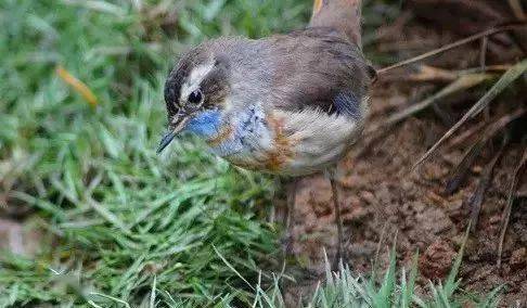 鸟友汇散养乐趣多