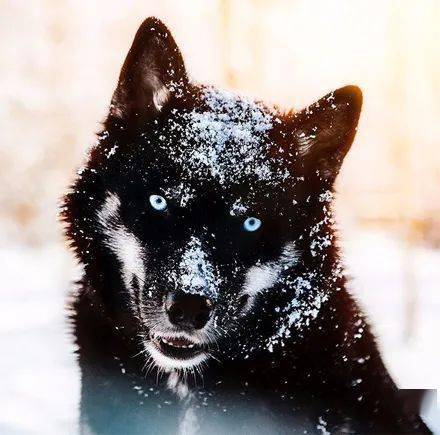 养一只纯黑哈士奇是种怎样的体验?颜值简直逆天,美爆了!