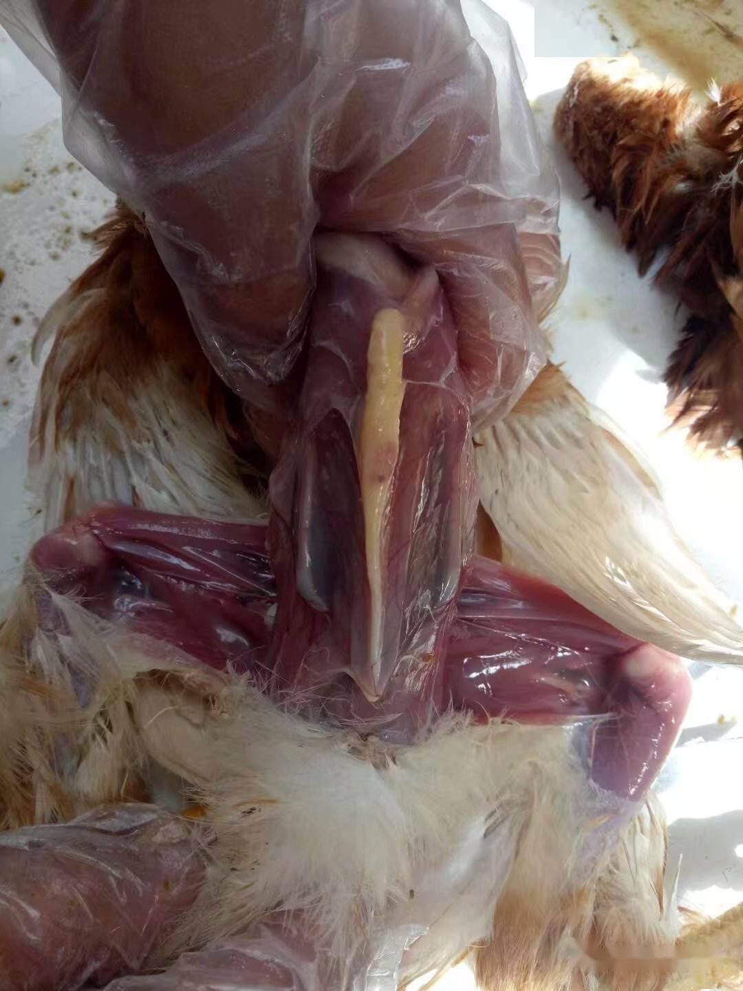 发生滑液囊支原体的鸡,通常会伴随有霉菌,感冒,肠毒综合症等,就是说