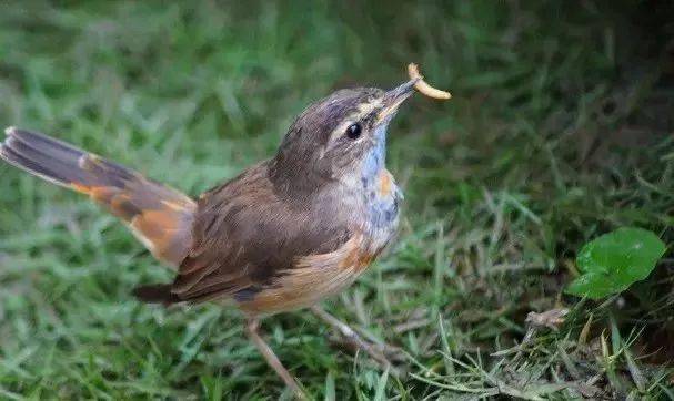 鸟友汇散养乐趣多