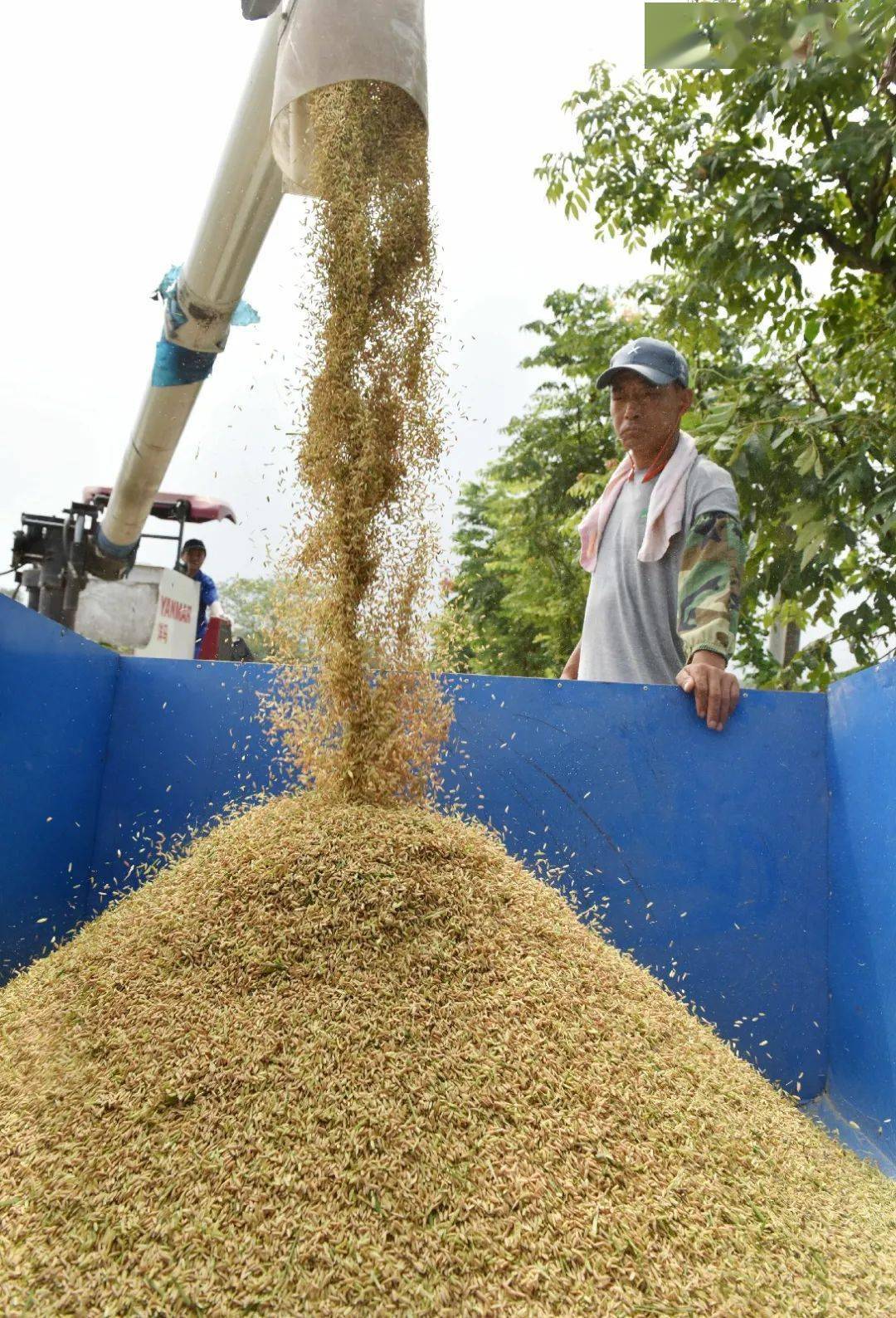 一种两收再生稻头茌收割你吃过巢湖这里的稻虾米吗