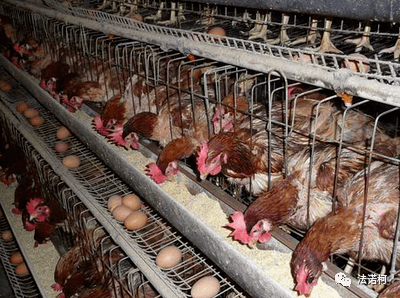 蛋鸡产蛋高分其短的应对措施