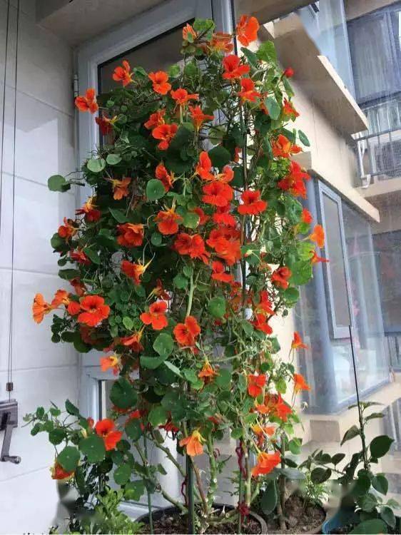 秋天种下旱金莲,几个月就能开爆,太惊艳啦!