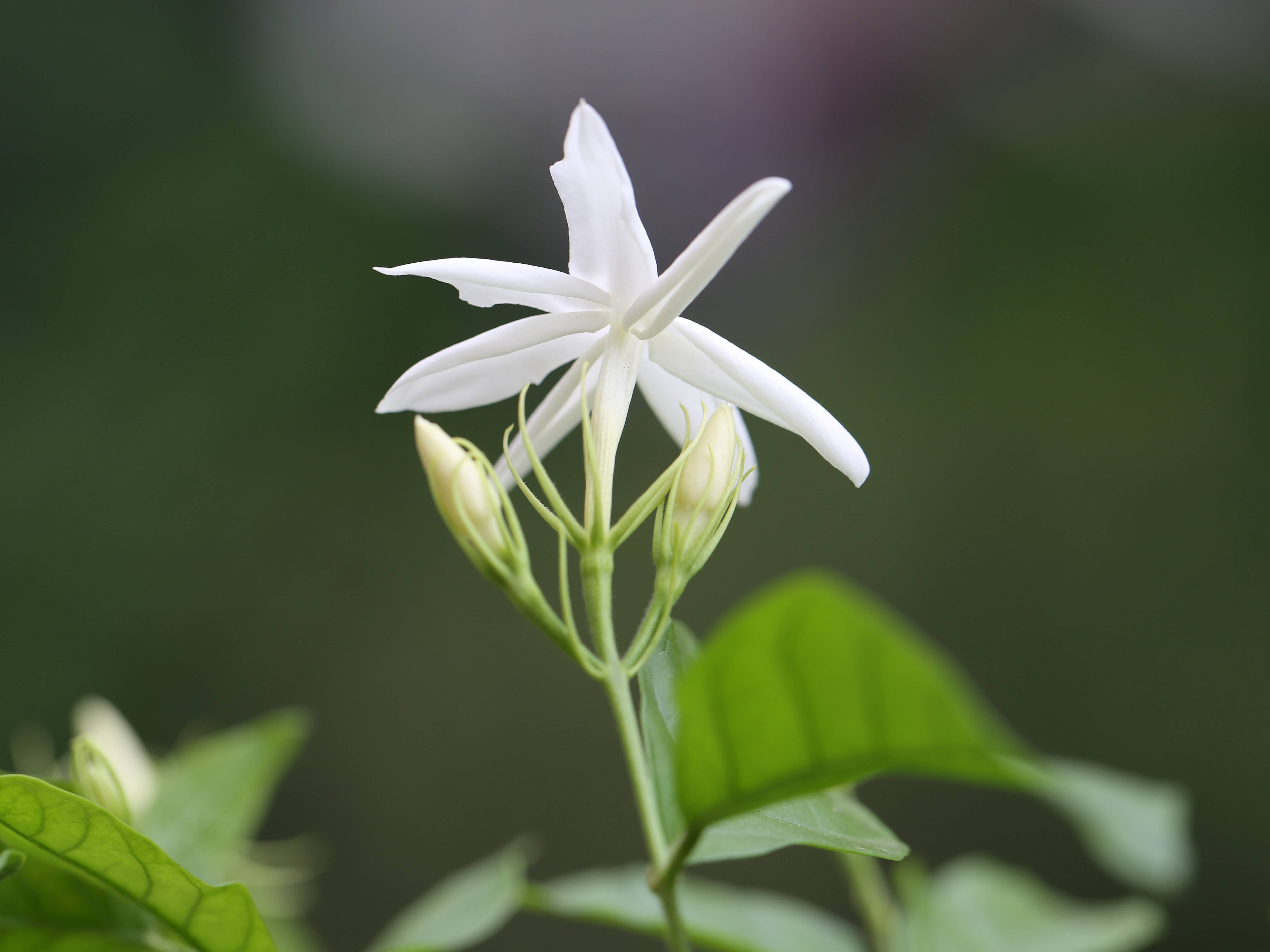 自然散步 | 从南亚到中国,茉莉的归心之旅_笔尖