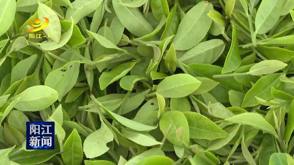 阳西东水山秋茶上市