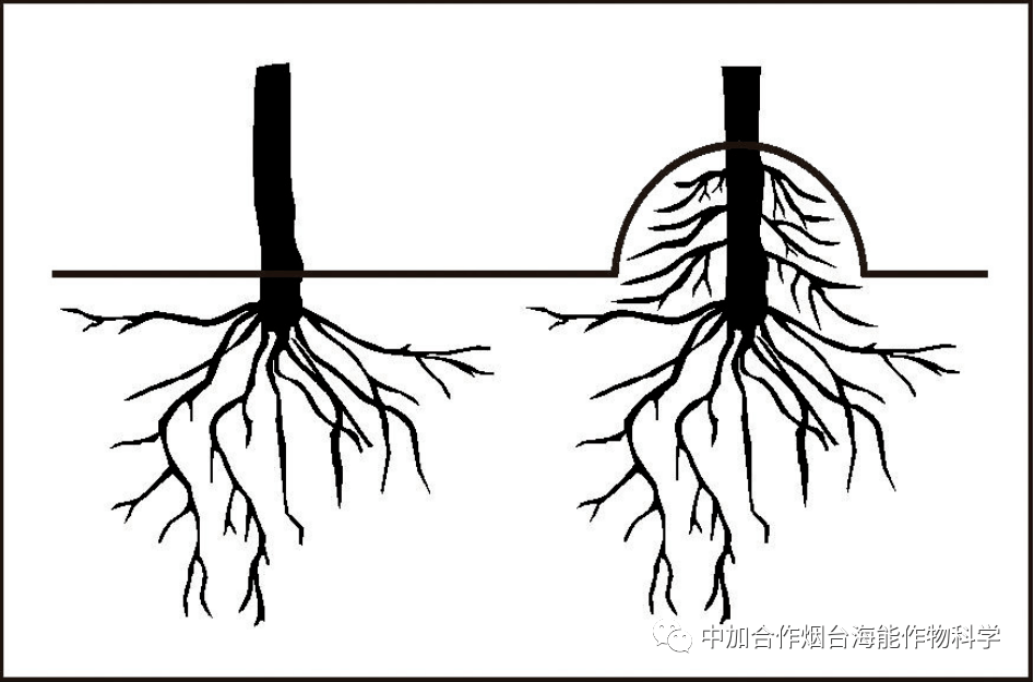 根的初生结构手绘图图片