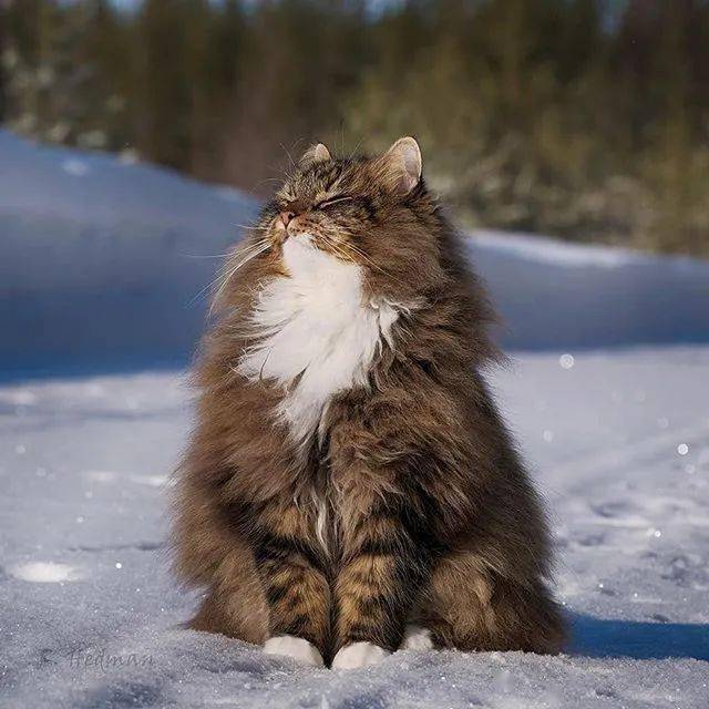 挪威森林猫长相特征图片