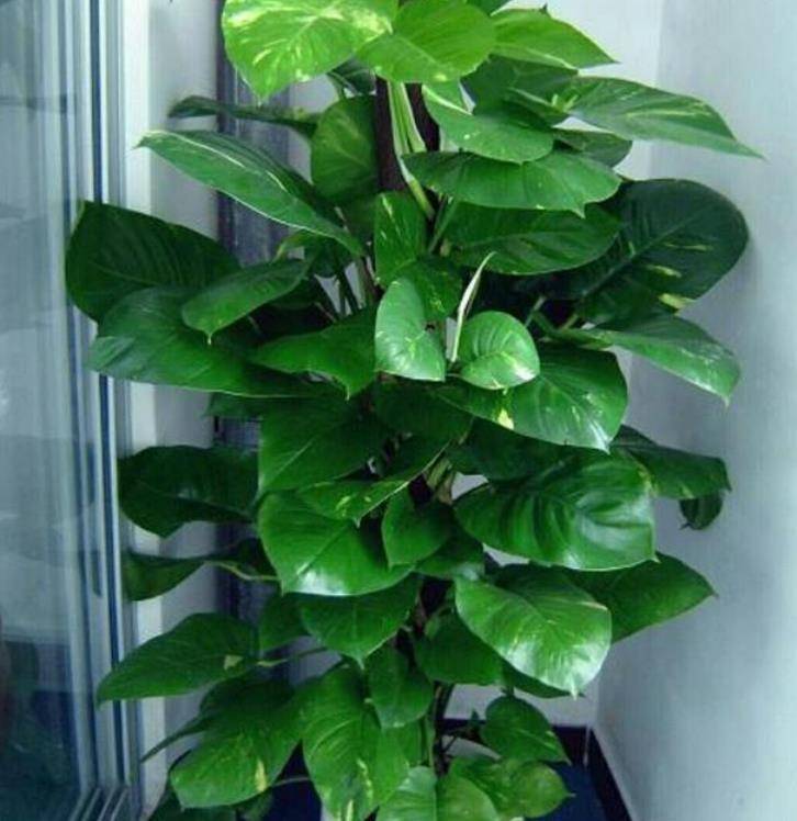活,叶片宽大,十分漂亮,大叶绿萝一般攀爬在棕柱上,当做高大的家庭盆栽