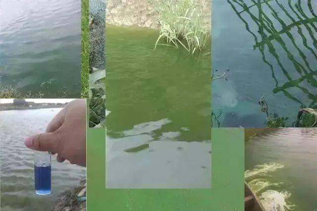 理想水色
