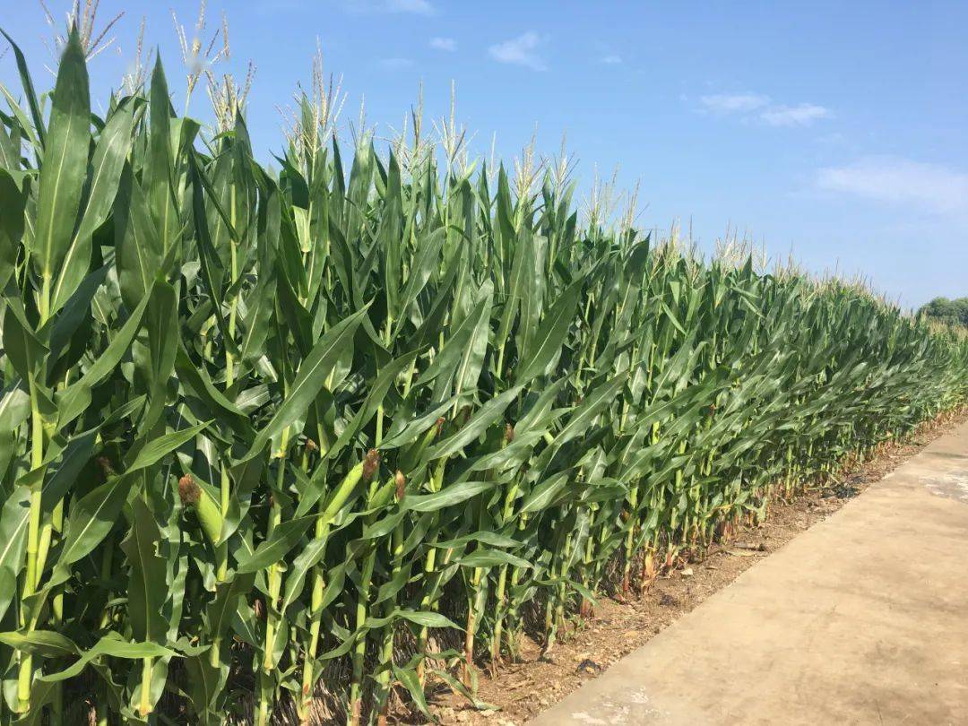 今年天气不正常,玉米一定要晚收,小麦要晚种?