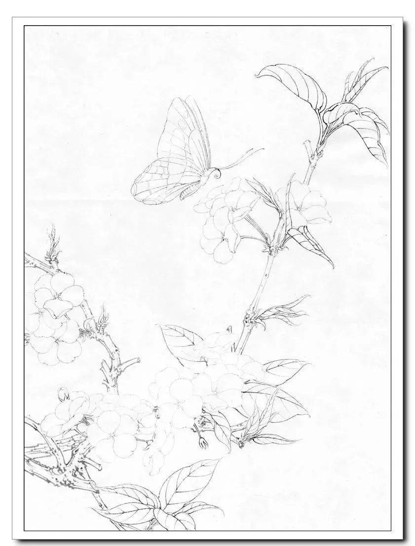 工笔梨花蛱蝶图步骤画法