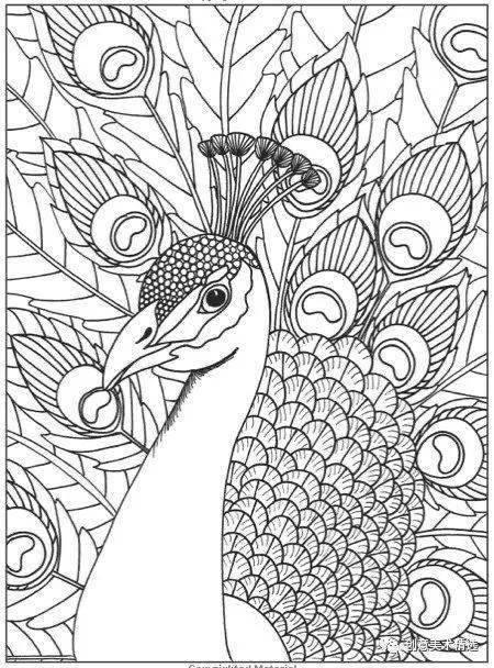 儿童画素材——适合临摹的鸟儿主题线描作品_鸟类