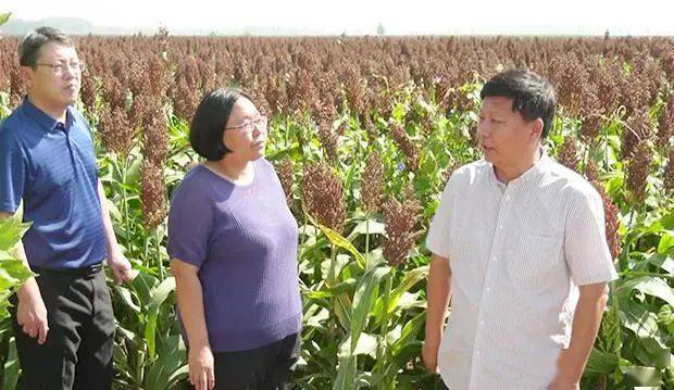 市委副书记邸义到景县调研