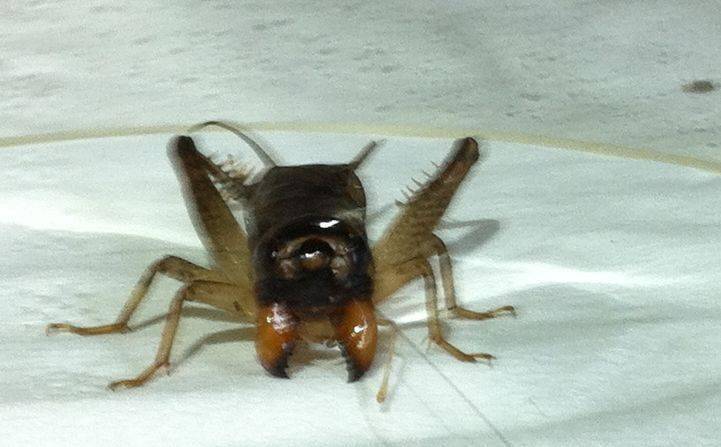 虎威大元帅——大公养宁津大牙