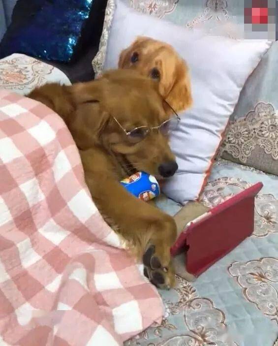 金毛躺在床上看电视,以后不叫金毛犬,改名"金毛人"_狗狗