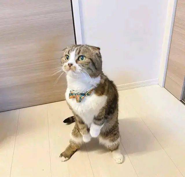网友逗猫玩猫站起来后做了一个趣味十足的动作