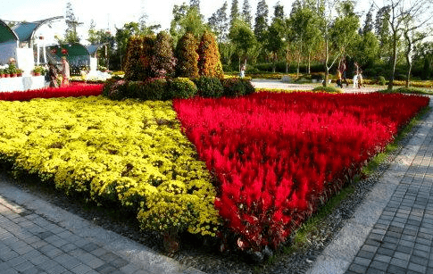 秋季有佳色宁苗绿博基地国庆菊秋季草花迎来销售高峰