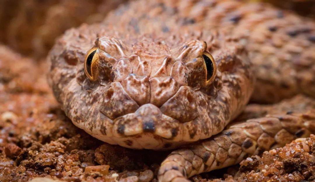 物种图册-沙漠棘蛇_手机搜狐网