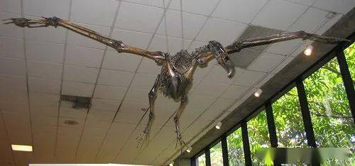 泰乐通鸟,为北美洲已灭绝的畸鸟科猛禽,几乎所有的