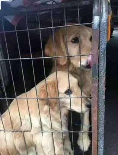 狗肉馆发现一只待宰的金毛,金毛露出的眼神让人看着心痛!_狗狗
