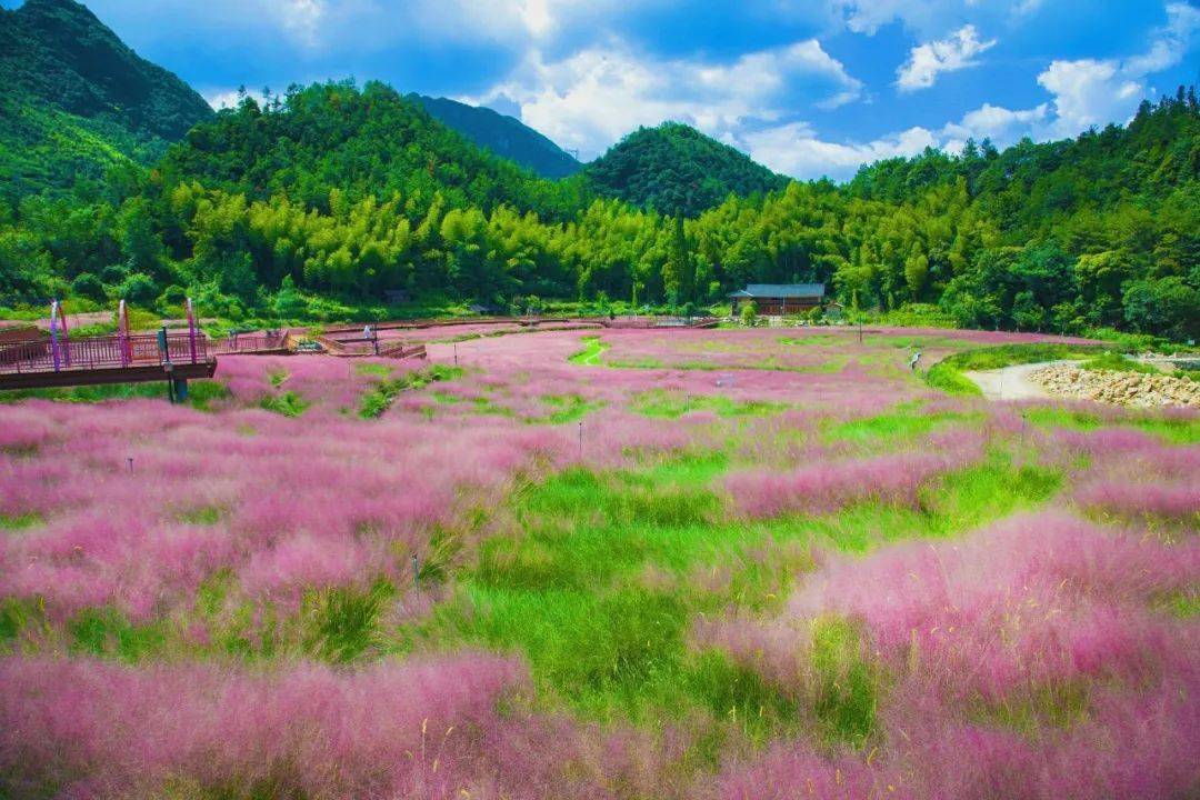 如梦似幻这片3万平方米的粉黛乱子草花海开了