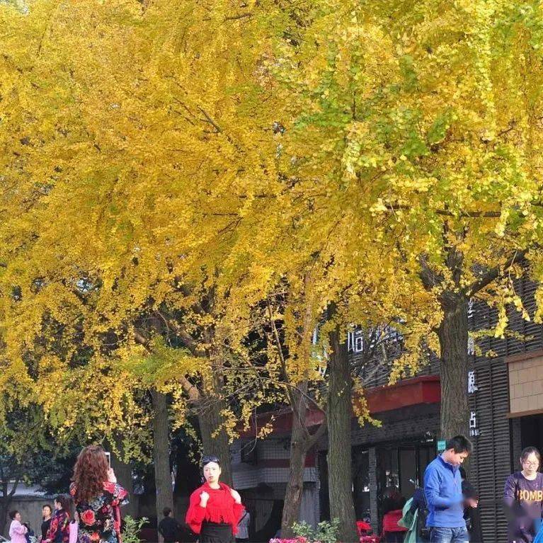 投票倒计时南充市树市花你说了算