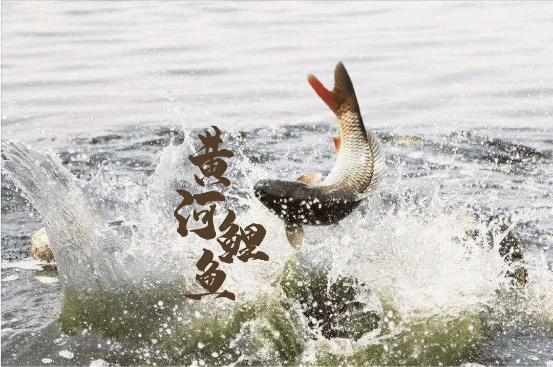 爱上天赋河套 | 黄河之鲤,食味上品_鲤鱼