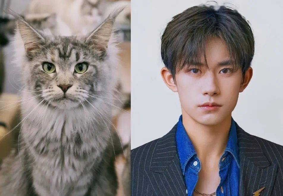 这些猫咪长得像易烊千玺,大张伟和李荣浩!猫为何会长人脸?