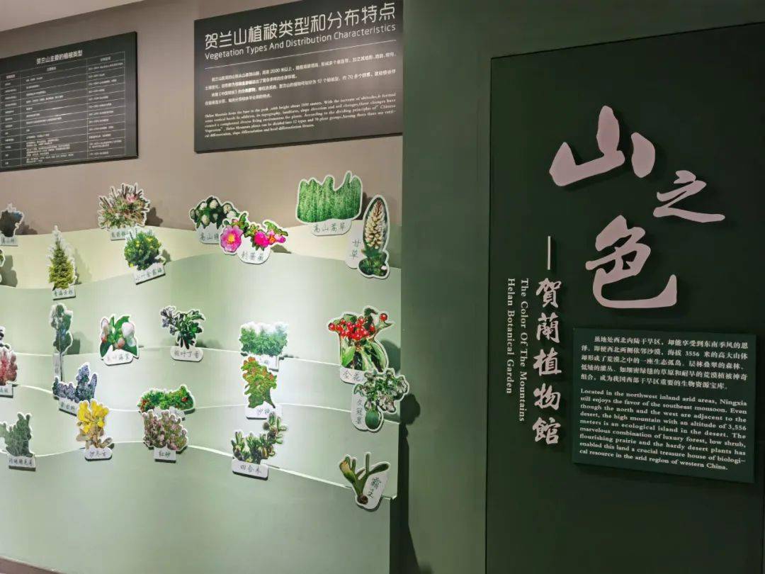 植物馆山之色02△博物馆沙盘演示视频而今天的贺兰山,在大自然鬼