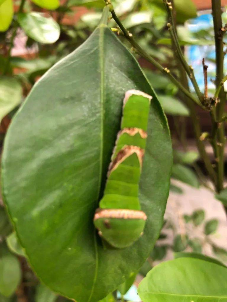 物种图册-宽带青凤蝶