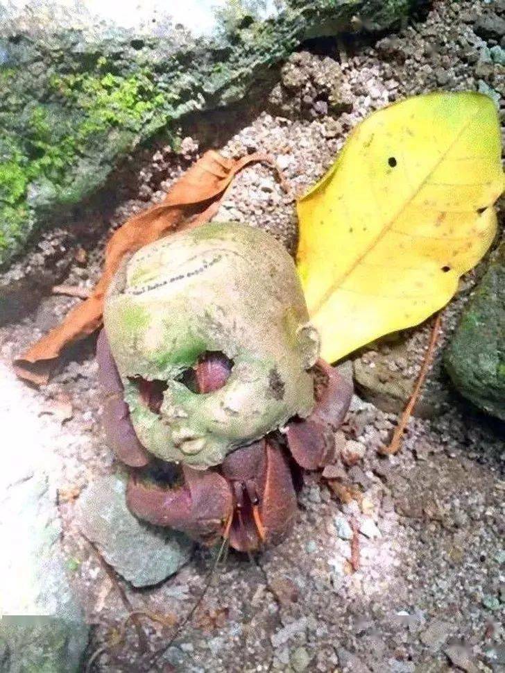 这不是恐怖的鬼娃娃脑袋,只是寄居蟹的居所02一个变态长时间盯着这边?