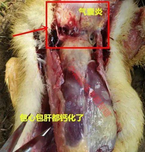 包肝鸭鹅 鹅外呼吸道炎转变成肺炎时,鼻腔,气管中会有白黄色痰核出现