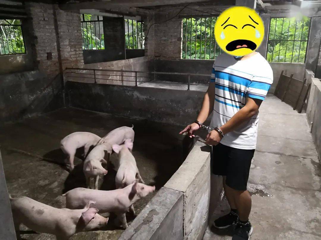 阳春一周发生两起偷猪案件_手机搜狐网
