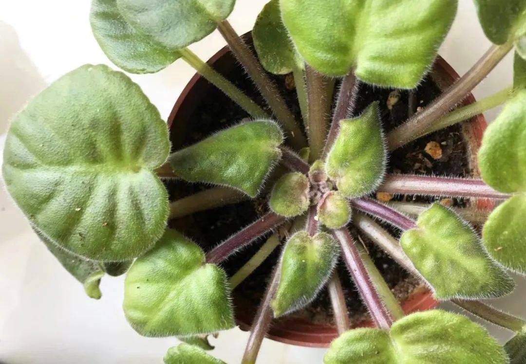 红蜘蛛的克星降临上海植物园展览温室
