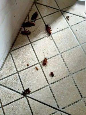 从而吞食胶饵;第二步:回巢中毒死亡胶饵中添加的是氟虫氰,蟑螂对这种