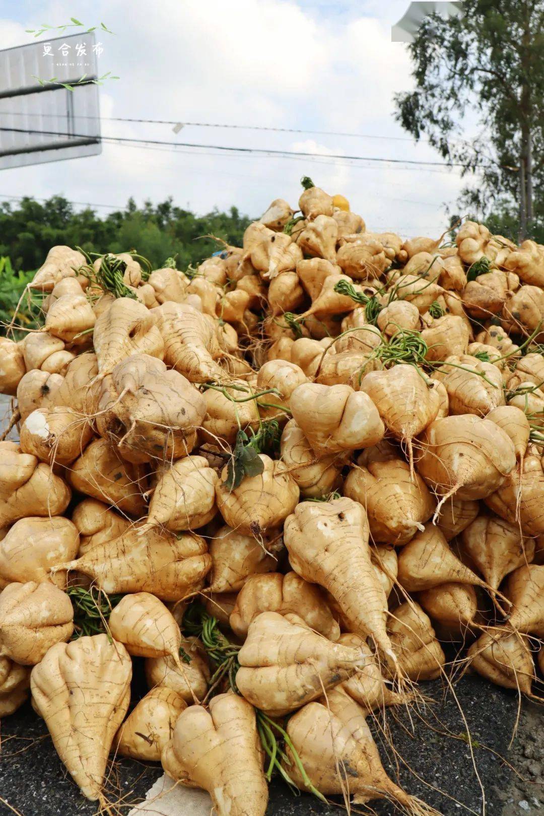 清甜又爽脆更合沙葛上市了