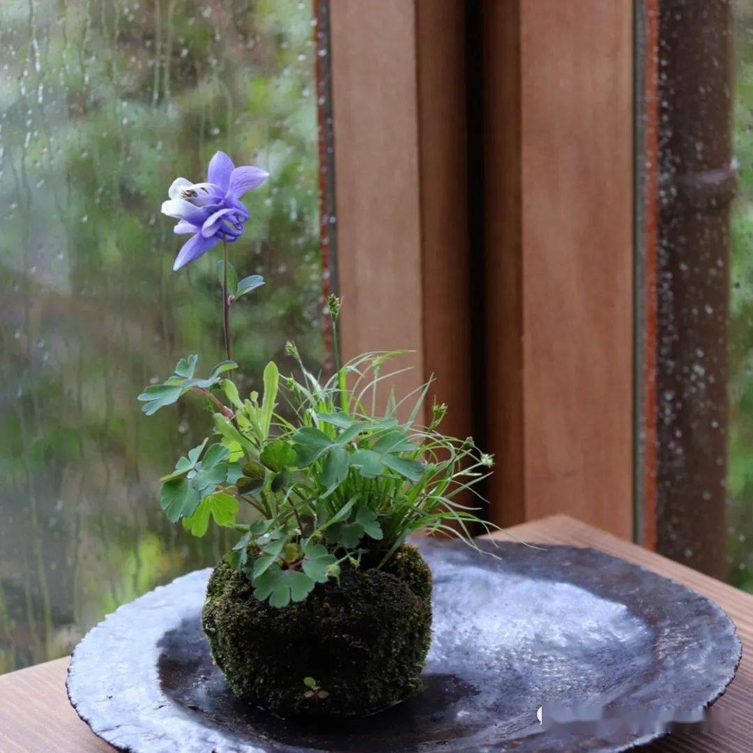 200盆日本极品山野草盆景作品欣赏