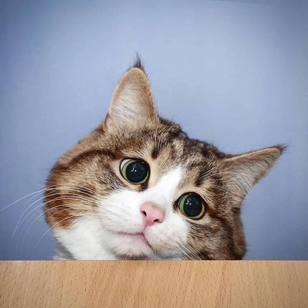 网红大脸猫的沙雕表情包圈粉无数啊啊啊啊啊啊可爱死了