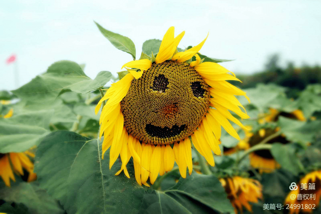 向日葵大微笑品种图片